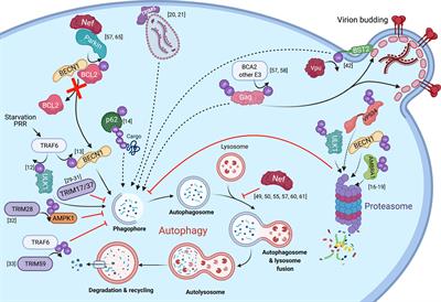 HIV Nef-mediated Ubiquitination of BCL2: Implications in Autophagy and Apoptosis